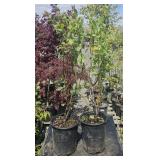 2 Lots 1 ea Blueberries