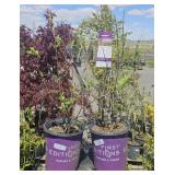 2  Berry White Hydrangea