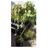 one lilac tree approximately 3 and 1/2 ft tall