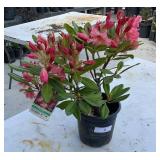 Fire Rim Rhododendron