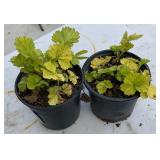 (2) Geum Coccineum ï¿½Eosï¿½ Highest bidder $2x