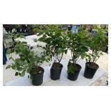 4 Miss Kim Dwarf Lilacs Highest Bidder $4x