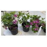 (3) Herbert Azalea Highest Bidder $2x