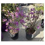 2 Azalea, purple splendor