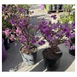 2 Azalea, purple splendor