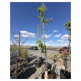 Tree approximately 10 to 12 foot tall