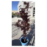 Red maple approximately 5 foot tall