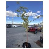 Maple tree approximately 7 foot tall