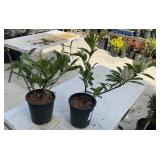 2 Lots 1ea Cherry Laurel