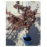 Red maple tree approximately 4 1/2 feet tall