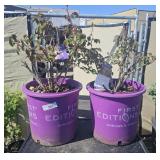 2 Lots 1ea Rambling red rose