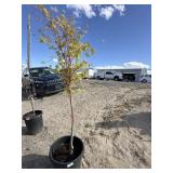 Maple tree approximately 7 foot tall