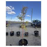 Maple tree approximately 7 foot tall