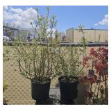 2 Lots 1ea Sunshine Blueberry