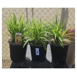 3 Lots 1ea Hemerocallis (Daylily)  Stella d
