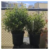 2 Lots 1ea Anthony Waterer Spirea