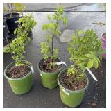 3 Red Elderberry Highest Bidder $3X