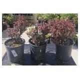 3 lots 1ea Royal Burgundy Barberry