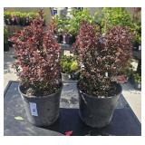 2 lots 1ea Royal Burgundy Barberry