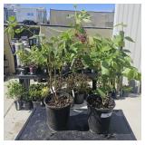 2 Lots 1 ea Likely a Compact English Laurel