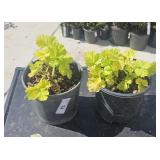 2 Lots 1 ea Variety of Coral Bells