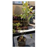 Sweet heart Blueberry