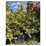 2  Euonymus fortunei, emerald gaiiety