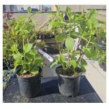 2 lots 1ea Endless Summer "Summer Crush" Hudrangea