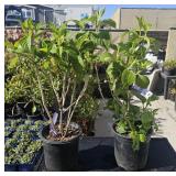2 lots 1ea Endless Summer "Summer Crush" Hudrangea