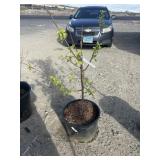 Semi dwarf, yellow egg plum tree approximately 3