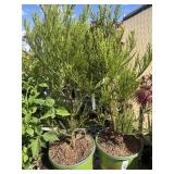 2  giant sequoia tree