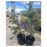 2. Pine Trees. Approximately 3 to 4 foot