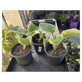 3 Hosta 1 Gallon ea Highest Bidder $3X