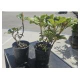 2 lots 1 ea  Rhododendron