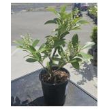1 Cherry Laurel