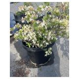 Large flowering plant, Rododendron