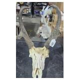 Antelope Skull and Horns
