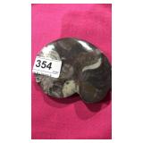 Polished Fossil Ammonite