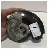 Fossil Ammonite