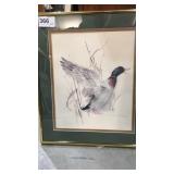 Mallard Duck Picture