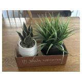 Decorative plants