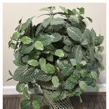 Artificial Nerve Plant - Fittonia ï¿½White Anneï¿½