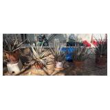 L - POTTED AGAVE PLANTS IN A ROW (GY20)