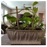 W - LIVE HOUSEPLANT IN CERAMIC PLANTER (K6)