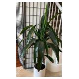 W - TALL INDOOR GREEN PLANT POT 3ft (C11)