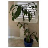 W - LARGE POTTED INDOOR PLANT