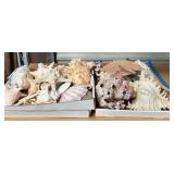 378 - COLLECTION OF SEA SHELLS (Z8)