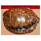 436 - TURTLE SHELL 24X22'
