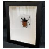 11 -  HORNED RHINO BEETLE (W41)