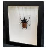 11 - 5 HORNED RHINO BETTLE FRAMED (W39)